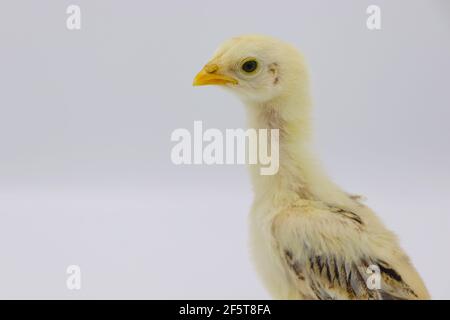Beautiful little chick isolated on the white Stock Photo