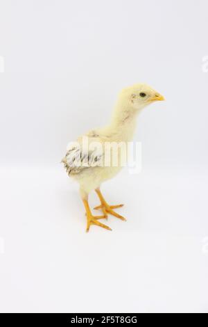 Beautiful little chick isolated on the white Stock Photo