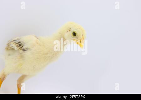 Beautiful little chick isolated on the white Stock Photo