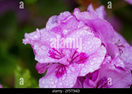 A closeup shot of beautiful Rhododendron flowers with raindrops on them Stock Photo