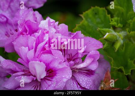 A closeup shot of beautiful Rhododendron flowers with raindrops on them Stock Photo