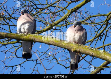 Common Wood Pigeon pair perched on branch Columba palumbus Stock Photo