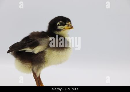 Beautiful black little chick isolated on the white Stock Photo