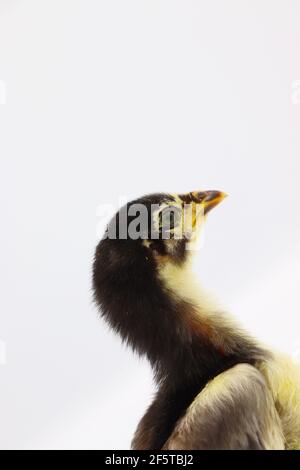 Beautiful black little chick isolated on the white Stock Photo