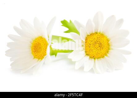 Chamomile or camomile flowers isolated on white background. Beautiful Daisy Close-up. Stock Photo