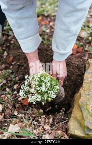 Gardener planting Chamois Cress (Hornungia alpina) Stock Photo