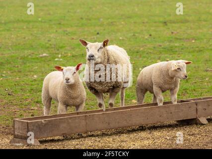 Sheep and lambs feeding at a trough.  Mother sheep with her two well grown lambs.  One lamb is stood in the feeding trough.  Springtime.  No people. Stock Photo