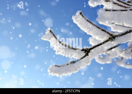Hoarfrost on the branches of the tree with blue sky.Winter nature background. Stock Photo