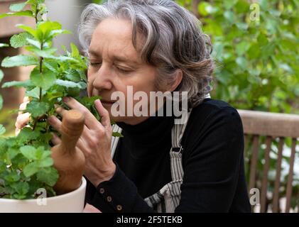 Serene senior female gardener enjoying refreshing scent of mint leaves while sitting on chair in garden Stock Photo