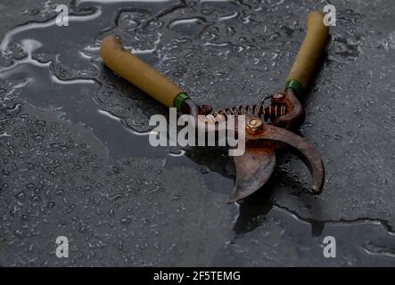 High angle of rusty metal pruning shears placed on wet black background in studio Stock Photo