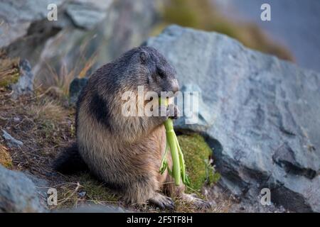 A marmot of the Alps is eating celery. Marmota marmota. Glocknergruppe mountain group. Alpine fauna. Austrian Alps.