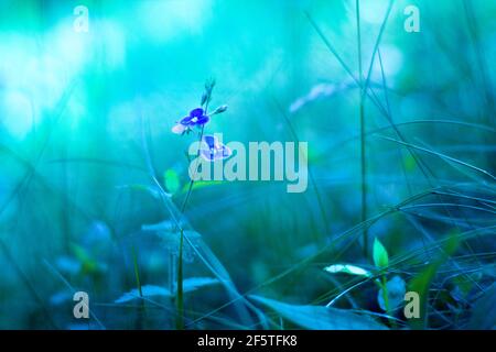 Small blue flowers on gentle blue and turquoise background outdoors macro. Spring summer tender floral blurred background. Soft focus. Free space for Stock Photo