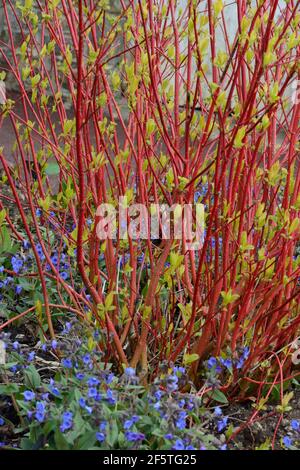 Red dogwood branches stems budding in spring in a garden Cornus Alba Sibirica Stock Photo