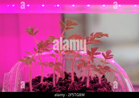 Tomato seedlings are grown at home under special plant lamps with ultraviolet light that replaces the sun's rays Stock Photo