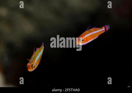 Blue-striped Dwarfgoby, Trimma tevegae, Batu Kelebit dive site, Seraya, Karangasem, Bali, Indonesia, Indian Ocean Stock Photo