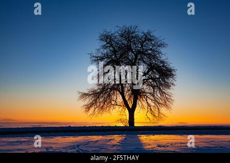 Empty road through snow-covered field after a blizzard at sunset. Clear sky, golden light. Idyllic rural scene. Stock Photo