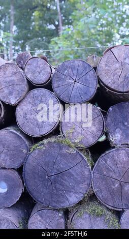 Wood logs in the forest Stock Photo