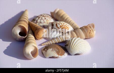empty seashell top view background in front of white paper background Stock Photo
