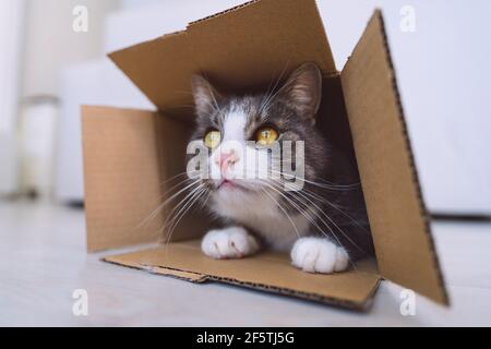 Cute tabby cat in cardboard box. Cat looking out of the box Stock Photo