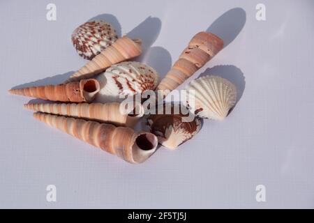 seashell on white paper sheet as the summer concept Stock Photo