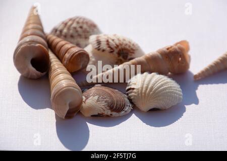 abstract seashell background on white structured paper sheet Stock Photo