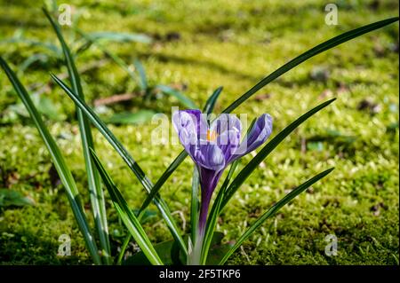Purple Crocus blooming in spring in Ireland Stock Photo