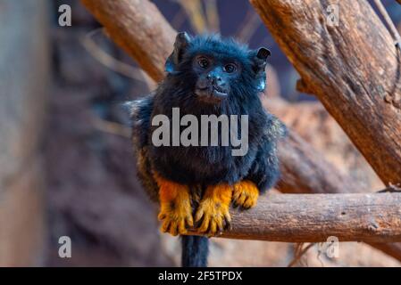 Red handed tamarin in monkey park at Tenerife, Canary Islands, Spain. Stock Photo