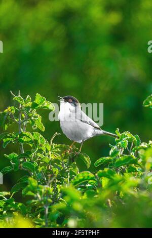 birds photography