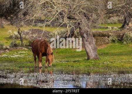 Horse grazing on the shore of a lagoon. Stock Photo