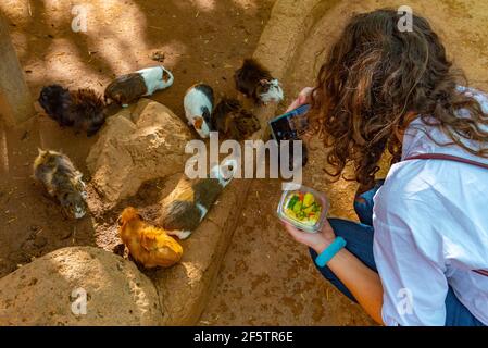 young lady takes a photo of Guinea pigs at Monkey park in Tenerife, Canary Islands, Spain. Stock Photo
