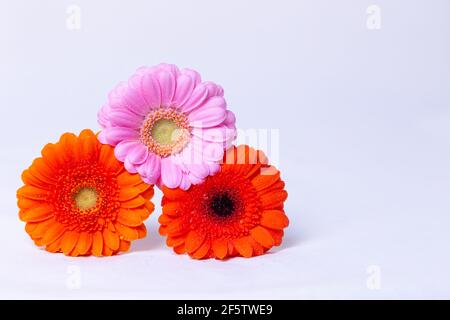 Pink, Orange and Red gerbera on a white background with water drops. Place for text. Close-up, selective focus, isolate. Stock Photo
