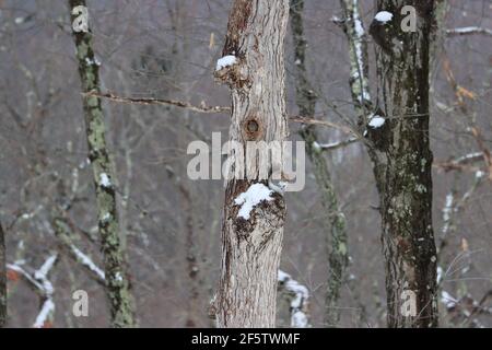 Tree squirrels in winter Stock Photo