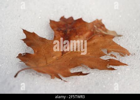 An oak leaf on snow Stock Photo