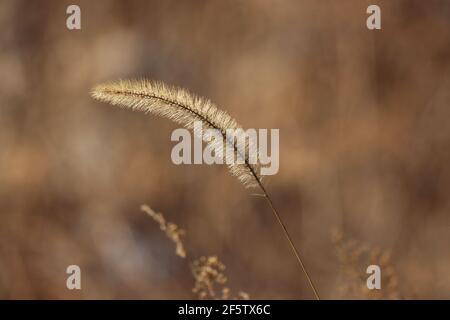 A backlit foxtail in late winter Stock Photo