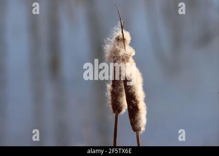 Cattails in winter Stock Photo