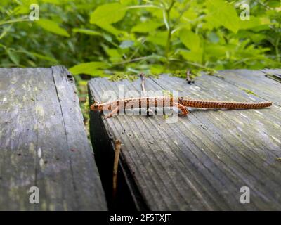 Long-tailed salamander makes its way across a wood plank bridge Stock Photo