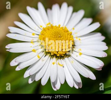 Macro close-up of a daisy on a dark background Stock Photo