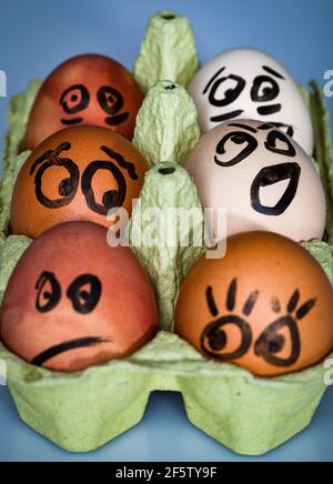 Crazy eggs terrified. Scared faces peering out of the egg tray. Funny Easter stories. Stock Photo