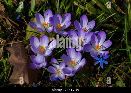 Purple saffron crocus growing between dry brown leaves, also called crocus vernus or Krokus Stock Photo