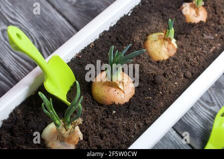 Sprouted onions in a flower pot. Gardening tools nearby. A vegetable garden on the windowsill. Stock Photo