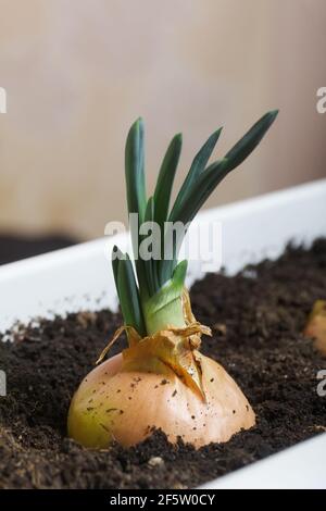 Sprouted onions in a flower pot. A vegetable garden on the windowsill. Close-up shot. Stock Photo