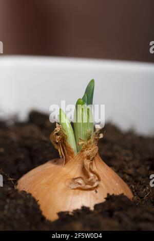 Sprouted onions in a flower pot. A vegetable garden on the windowsill. Close-up shot. Stock Photo