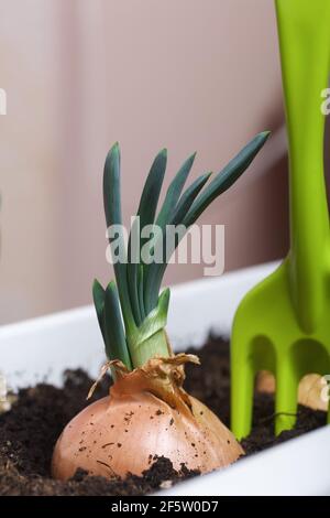 Sprouted onions in a flower pot. Gardening tools nearby. A vegetable garden on the windowsill. Stock Photo