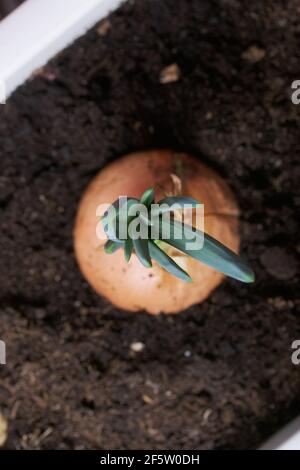 Sprouted onions in a flower pot. A vegetable garden on the windowsill. Close-up shot. Stock Photo