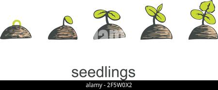 Phases of germination of a cucumber seedling on a white isolated background. Vector illustration Stock Vector