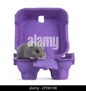 Cute light gray baby hamster sitting in purple carton egg box. Looking towards camera. Isolated on a white background. Stock Photo