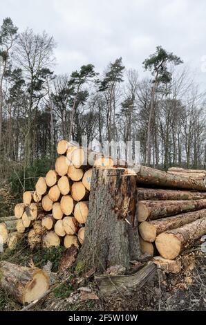 Lumberyard or logging site with piles of felled trees or log trunks, stack of wood logs in the forest, cross-section, deforestation in Germany, Europe Stock Photo