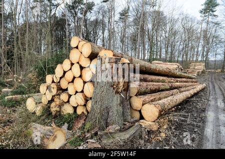 Lumberyard or logging site with piles of felled trees or log trunks, stack of wood logs in the forest, cross-section, deforestation in Germany, Europe Stock Photo