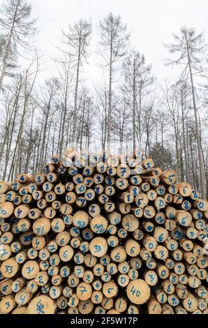 Lumberyard or logging site with piles of felled trees or log trunks, stack of wood logs in the forest, cross-section, deforestation in Germany, Europe Stock Photo