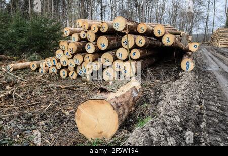 Lumberyard or logging site with piles of felled trees or log trunks, stack of wood logs in the forest, cross-section, deforestation in Germany, Europe Stock Photo